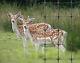 Deer Fencing Mesh Livestock Plastic Fence 1.8m X 100m