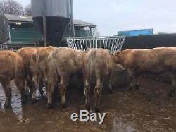 Heavy Duty Cattle Feeder Minimal Waste
